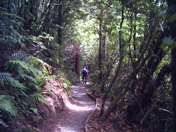 tongariro crossing forest Forest on the Tongrariro Crossing, New Zealand