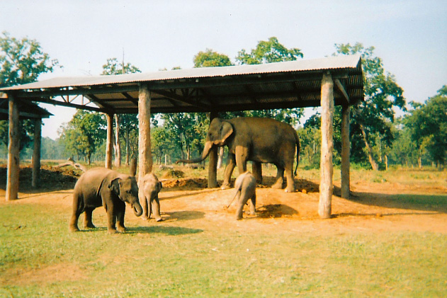 Elephants in Nepal