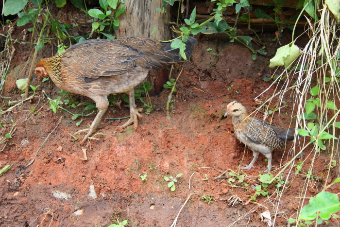 white karen village chickens Chickens in a White Karen Village in Northern Thailand