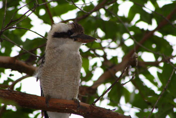 maleny lake baroon kookaburra A Kookaburra at Lake Baroon in Maleny, Queensland