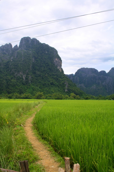 vang vieng rice feild path A path running through a rice field in Vang Vieng, Laos