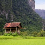 vang vieng rice field large