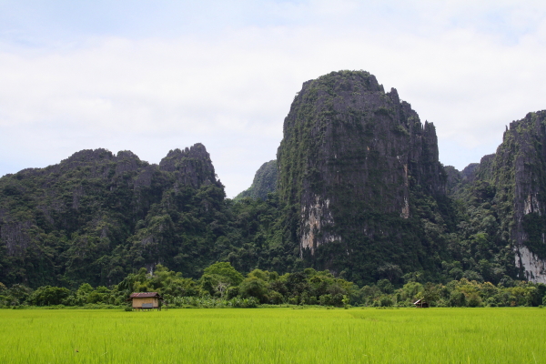 vang vieng rice field Rice fields and limestone karsts in Vang Vieng, Laos