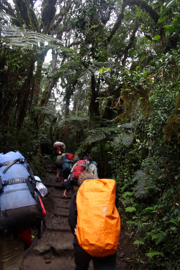 machame climb rain forest Hiking in the rain forest on Mount Kilimanjaro, Tanzania