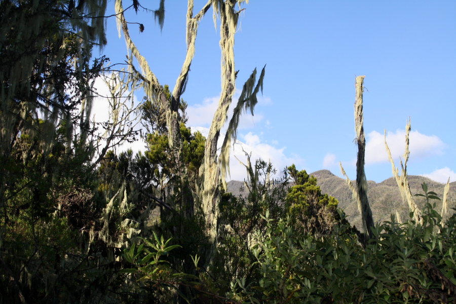 machame kibo view View of Kibo Peak from the forest on Mount Kilimanjaro, Tanzania