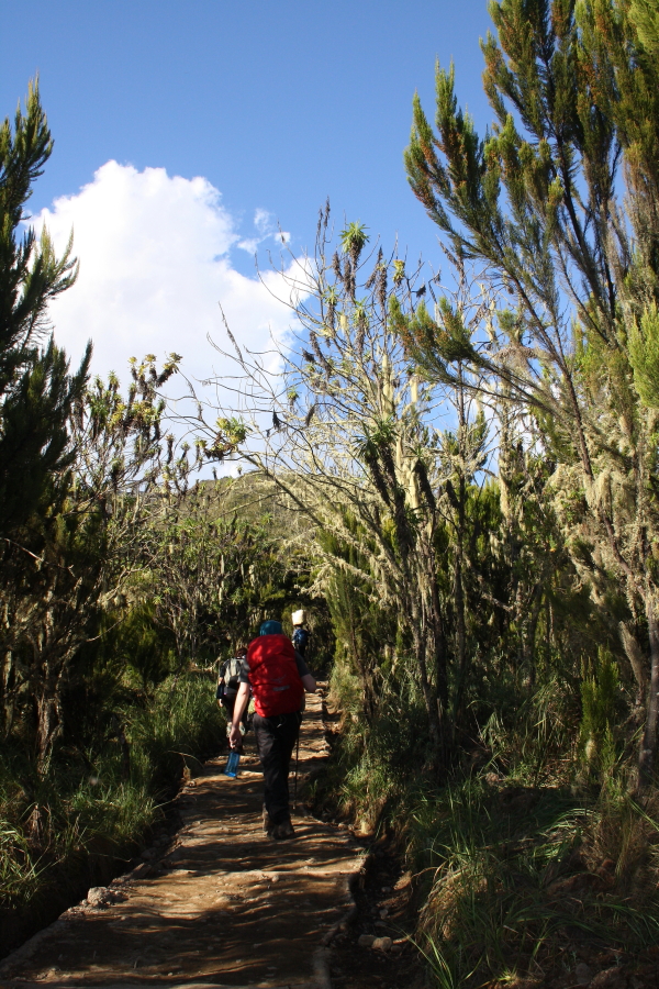machame moorland track Walking through the moorland at Machame Hut on Mount Kilimanjaro, Tanzania