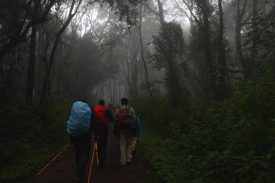 machame walking rain forest Walking through the rain forest on Mount Kilimanjaro, Tanzania