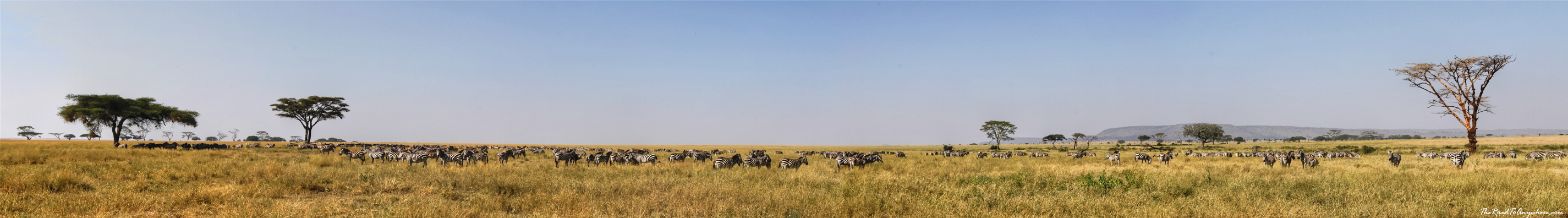 panorama serengeti zebra herd Panorama of a zebra herd in Serengeti National Park, Tanzania