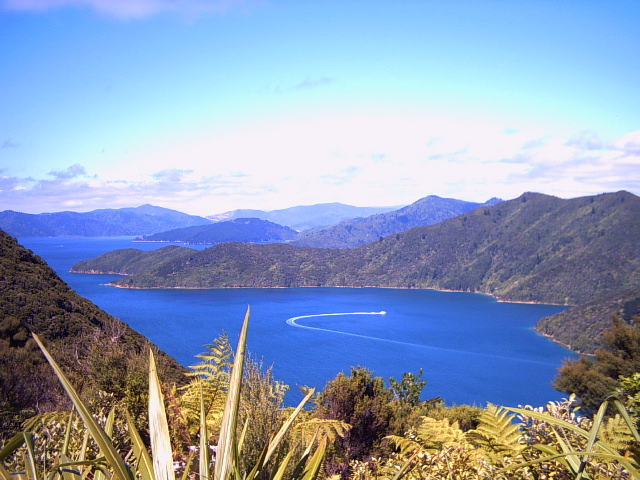 queen charlotte track cove Cove on the Queen Charlotte Track, New Zealand