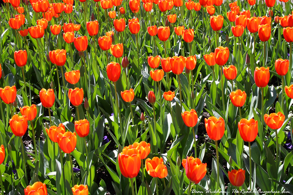 tulips sydney royal botanic gardens Beautiful tulips flowers in the Royal Botanic Gardens in Sydney, Australia