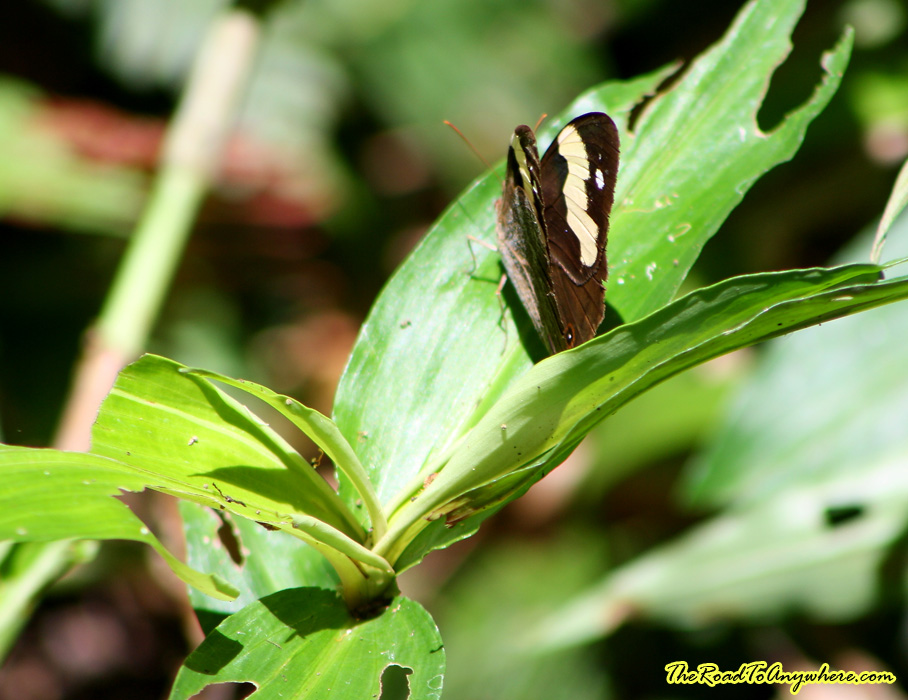 Photo of the week: Butterfly in Main Range National Park, Australia ...