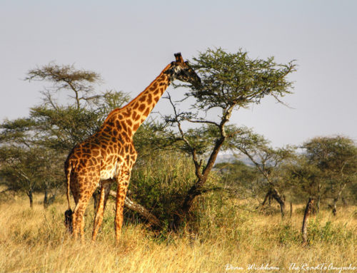 Giraffe Eating from a Tree in Serengeti National Park, Tanzania