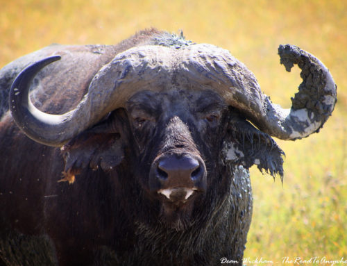 A Morning Safari in Ngorongoro Crater, Tanzania